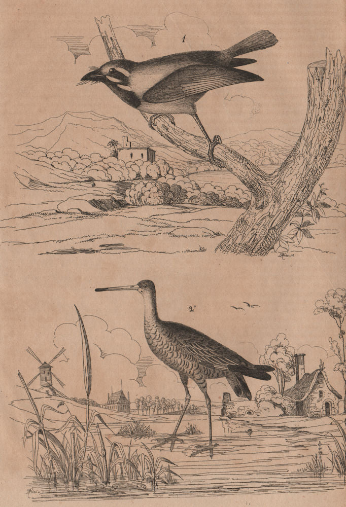 BIRDS. Barbu (Berbet/Barbet). Barge (Black-tailed Godwit) 1834 old print